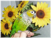 Sunflower Larry